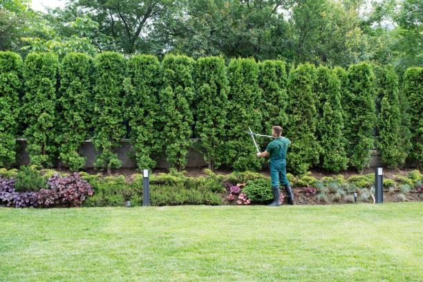 Best Pest Control for Lawns  in Lazy Mountain, AK