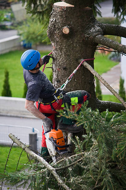 Best Tree Risk Assessment  in Lazy Mountain, AK