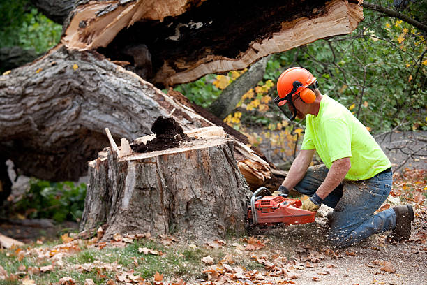 Best Tree and Shrub Care  in Lazy Mountain, AK