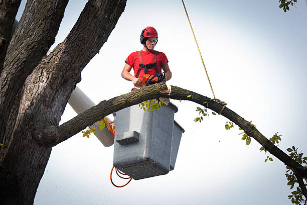 Best Hazardous Tree Removal  in Lazy Mountain, AK